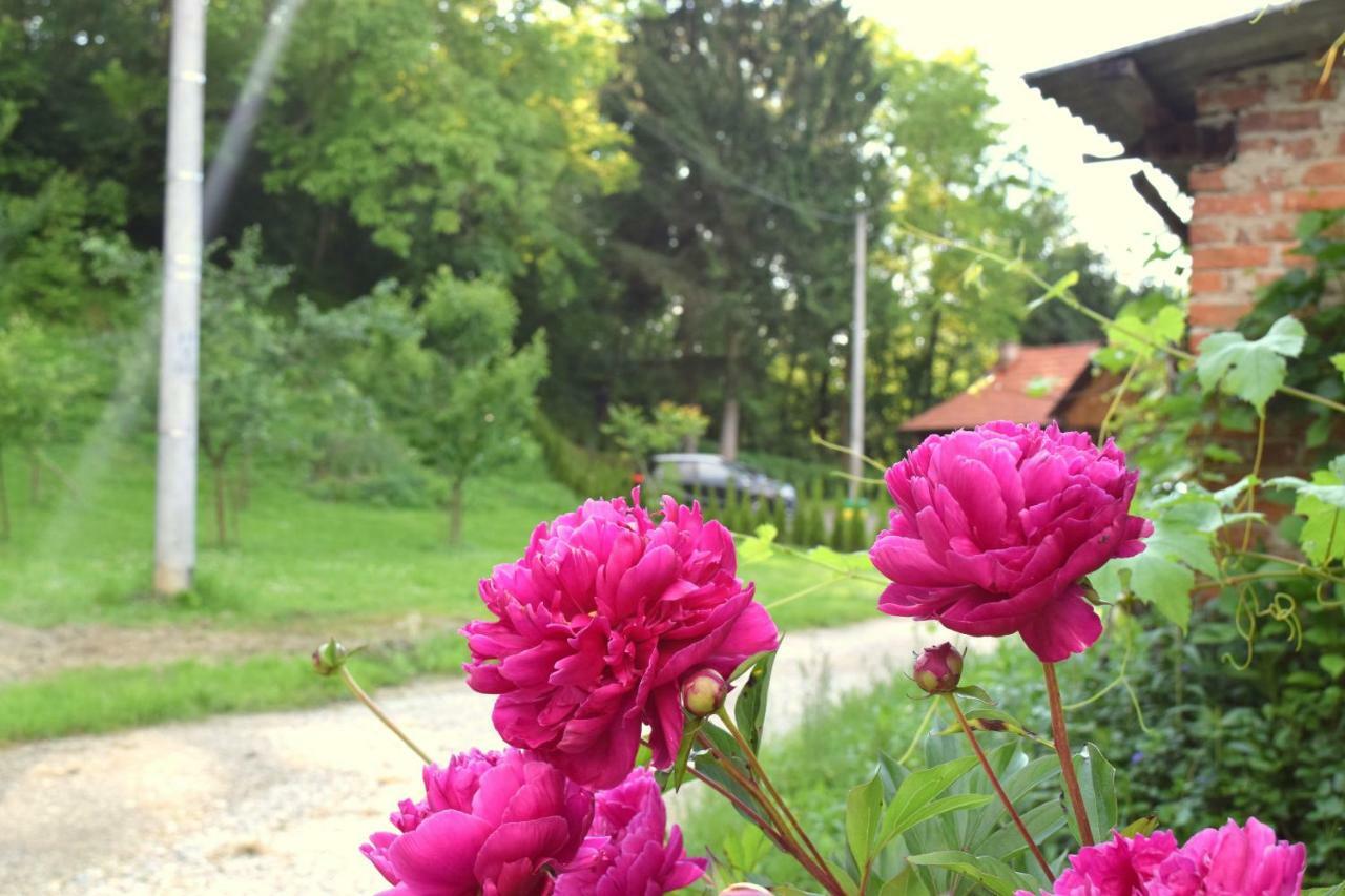 Apartmani Katruza Sveti Martin Na Muri Exteriér fotografie
